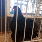 Orpington-zwart-hen