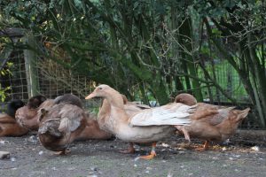 Orpington-eend-duck-buff
