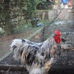 Orpington-rooster-white