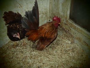 Ayam-serama-speciaal-club-fokker